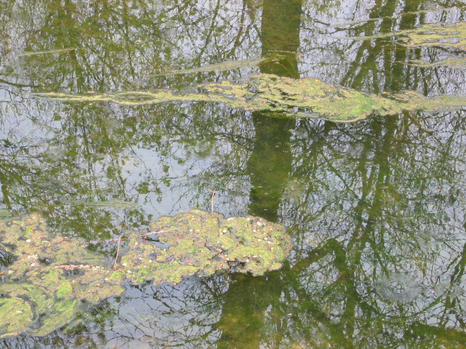 Algues filamenteuses étang de Latresne