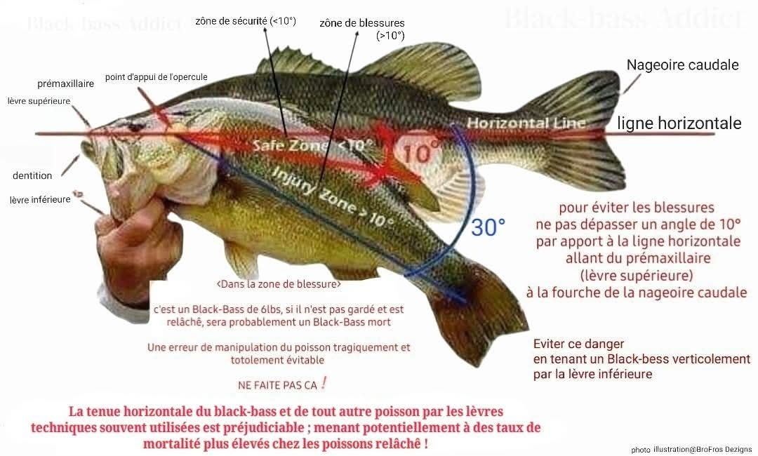 blackbass attention danger